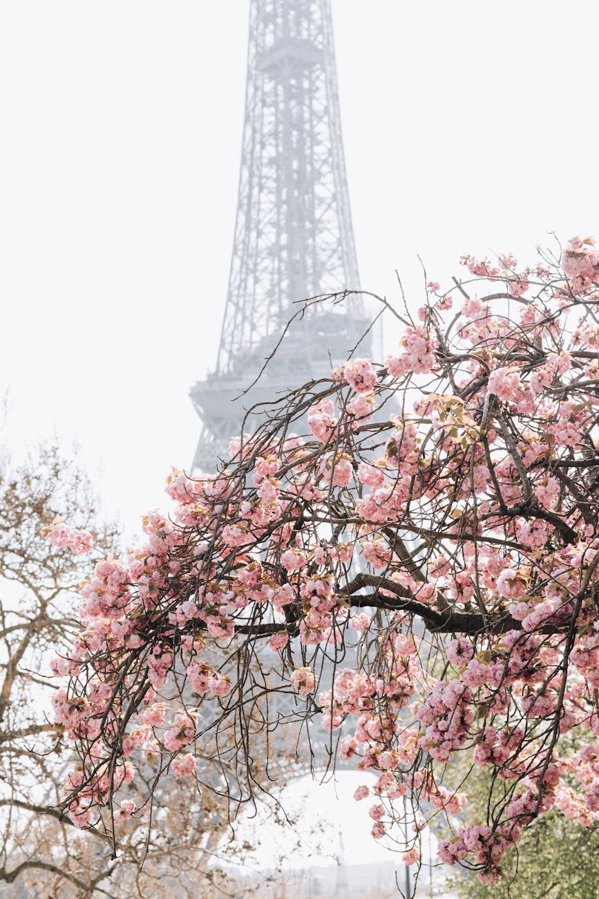 France spring - Blossoming Cherry Tree against Eiffel Tower - Melhores destinos na frança