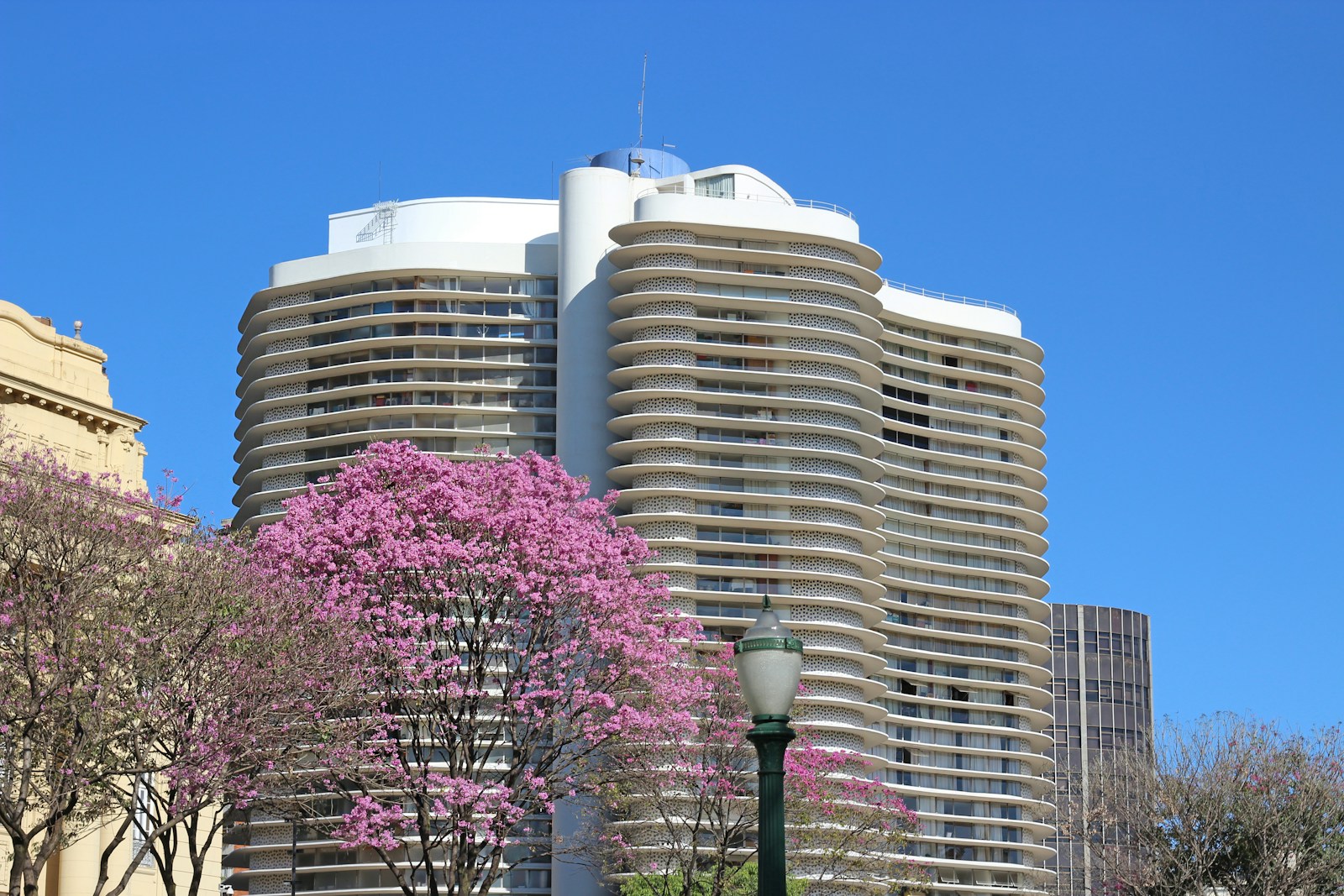 pink tree near building - Bebidas Locais: Bares Imperdíveis em Belo Horizonte