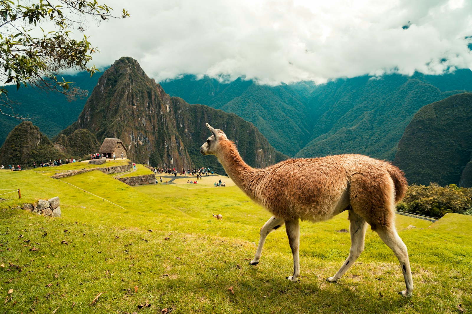 brown 4-legged farm animal standing on grass - Roteiro Machu Pichu