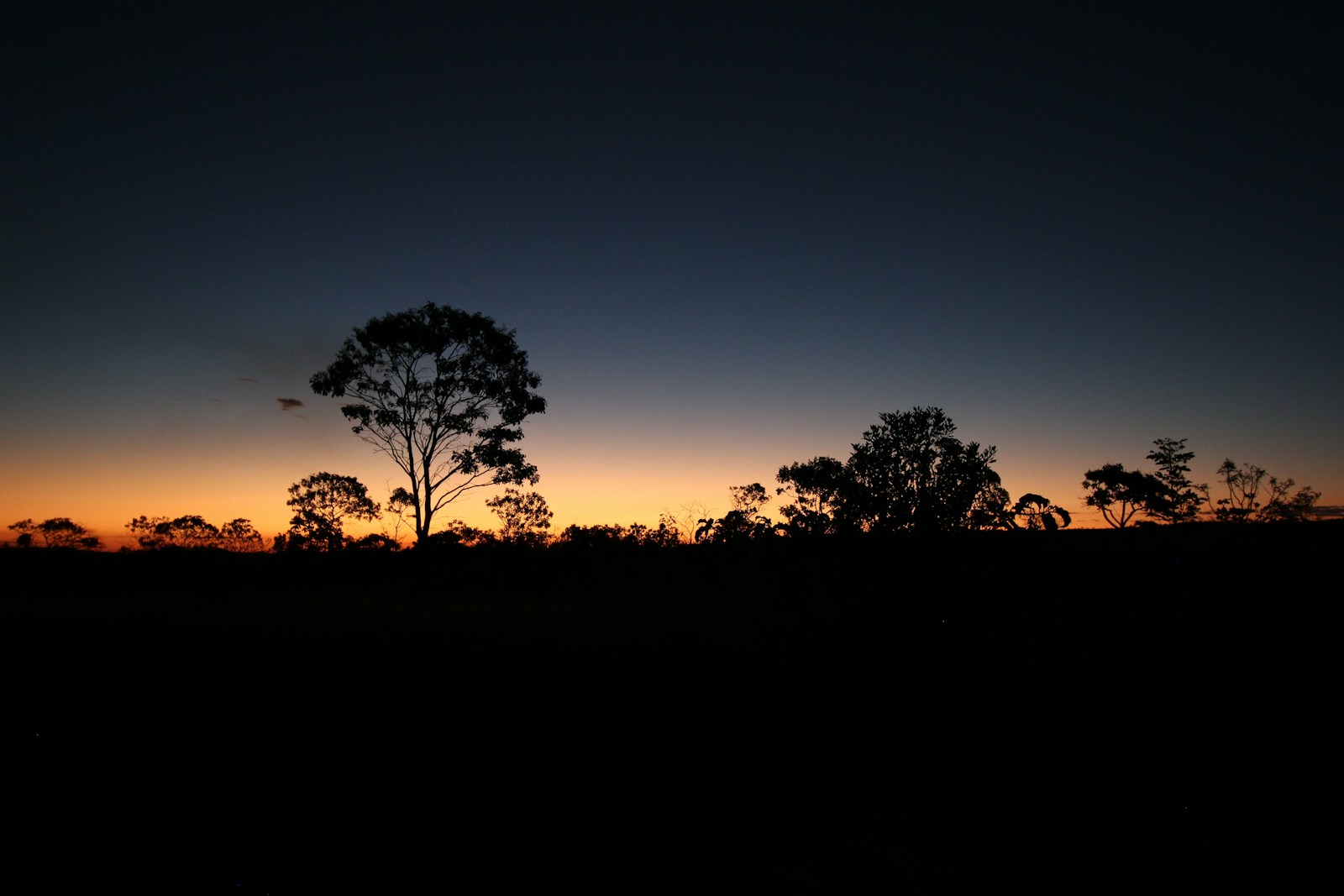 trees during golden hour - Cachoeiras na Chapada dos Veadeiros