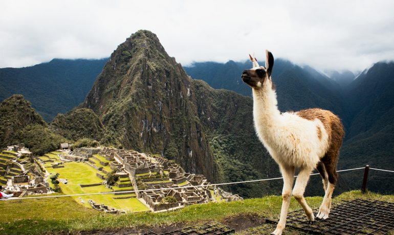 brown and white animal on high ground under white sky - Roteiro Machu Picchu