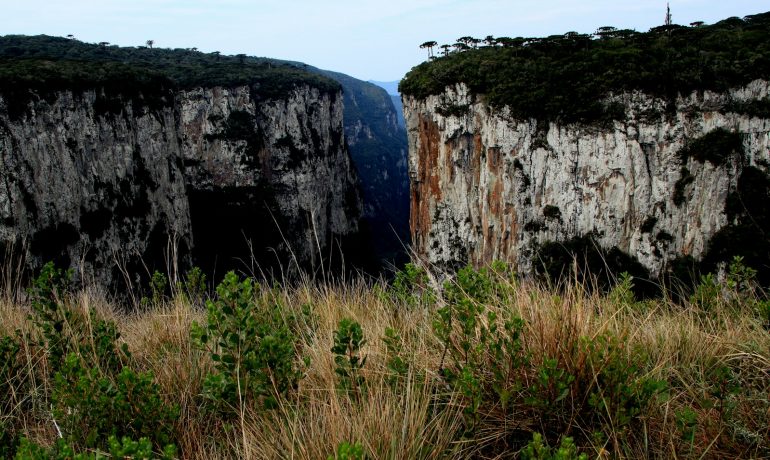 a view of a cliff with grass and bushes in the foreground - Cânions Itaimbezinho